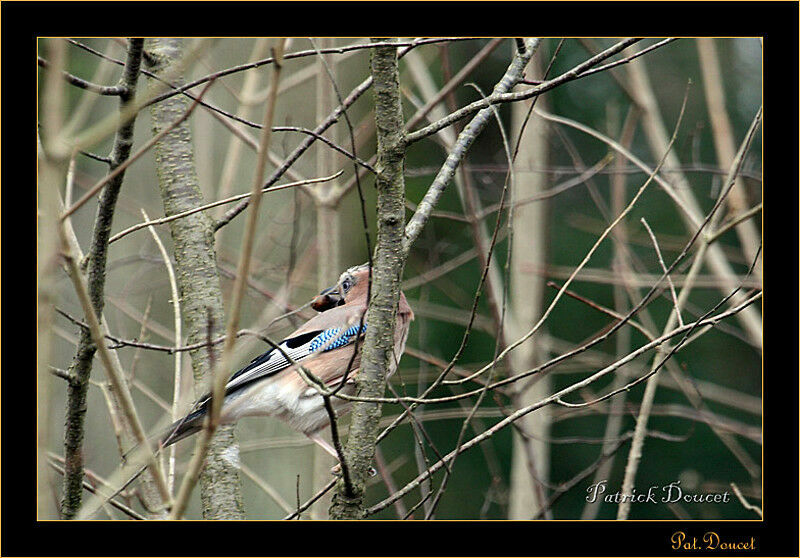 Eurasian Jay