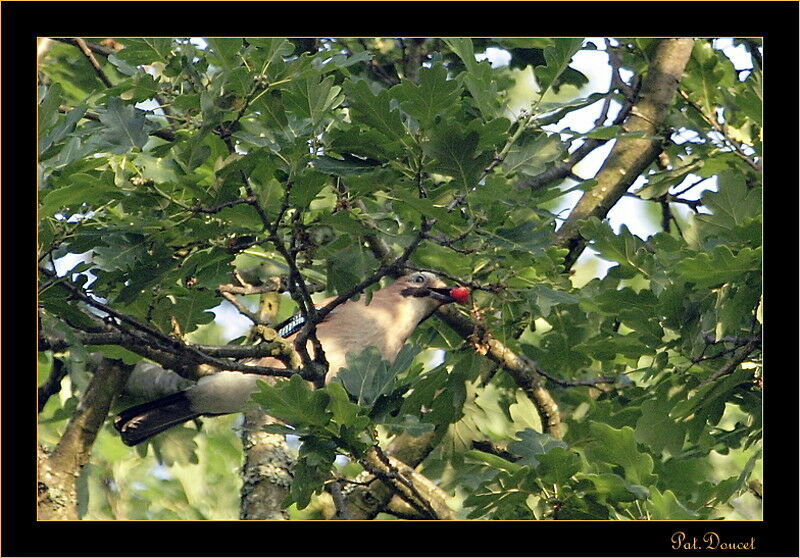 Eurasian Jay