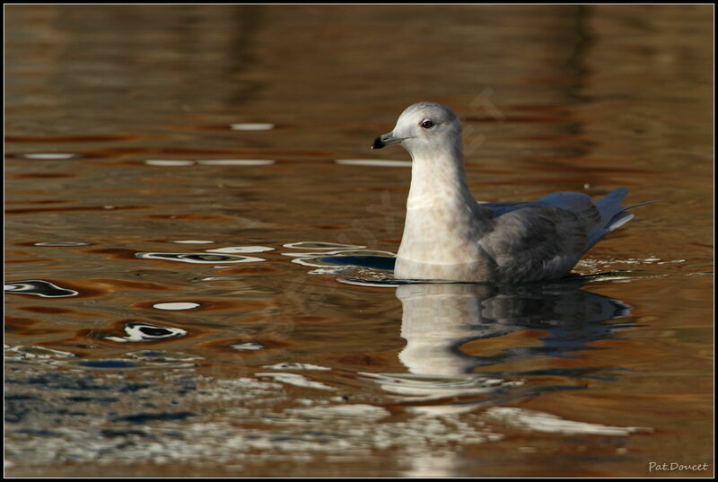 Iceland Gull