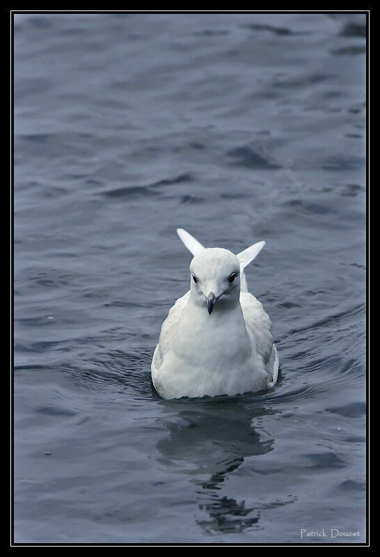 Goéland à ailes blanches