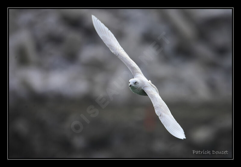 Iceland Gull