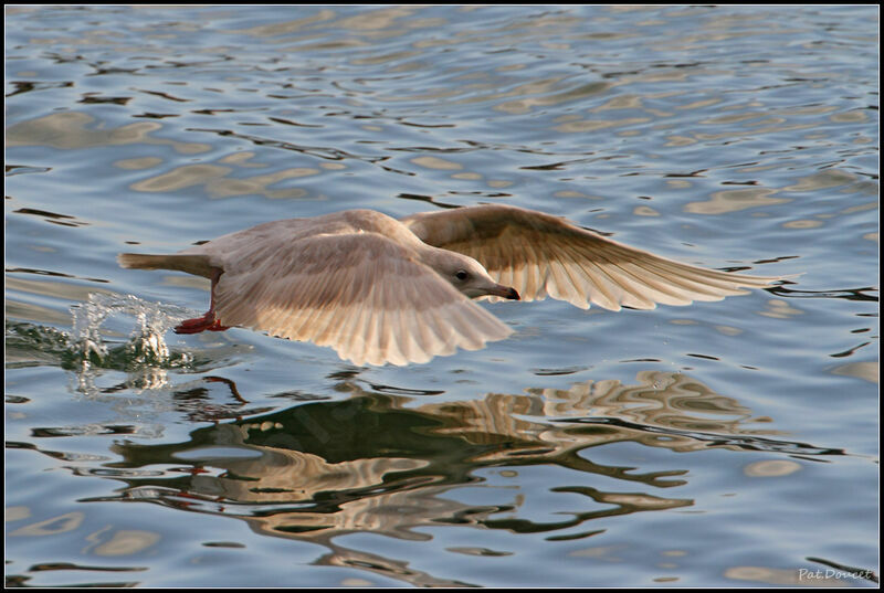 Goéland à ailes blanches