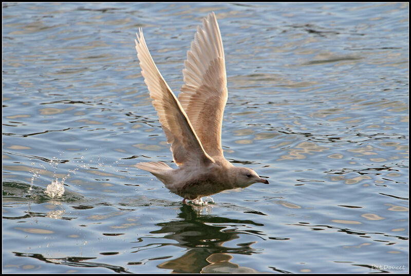 Iceland Gull