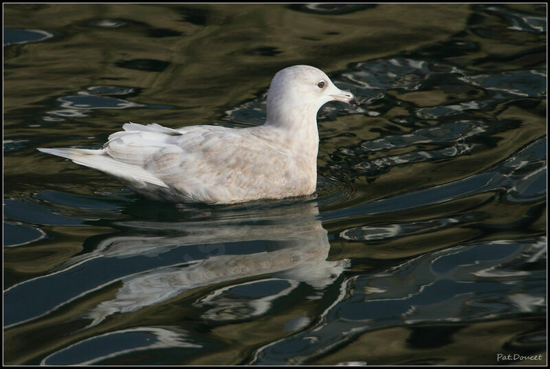 Iceland Gull