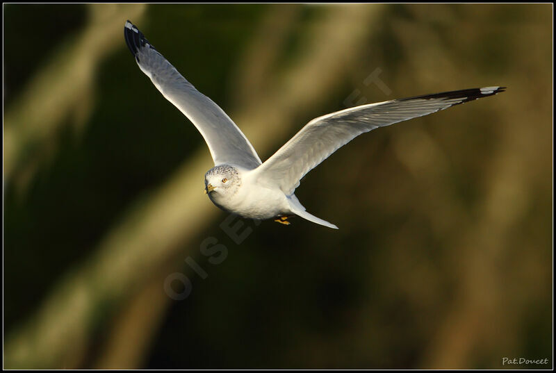 Ring-billed Gull