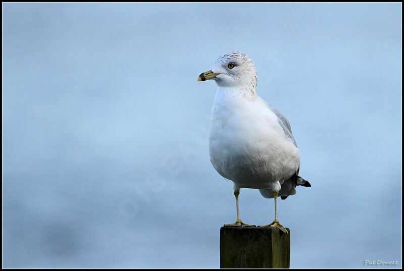 Ring-billed Gull