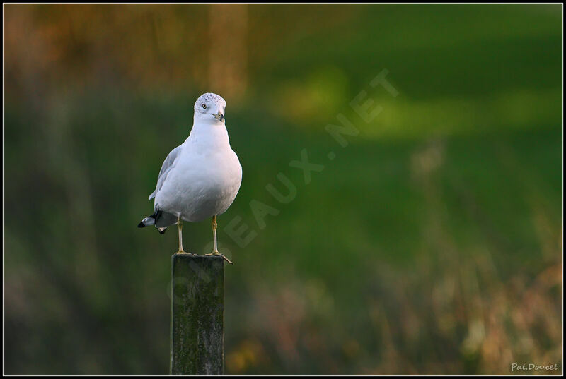 Ring-billed Gull