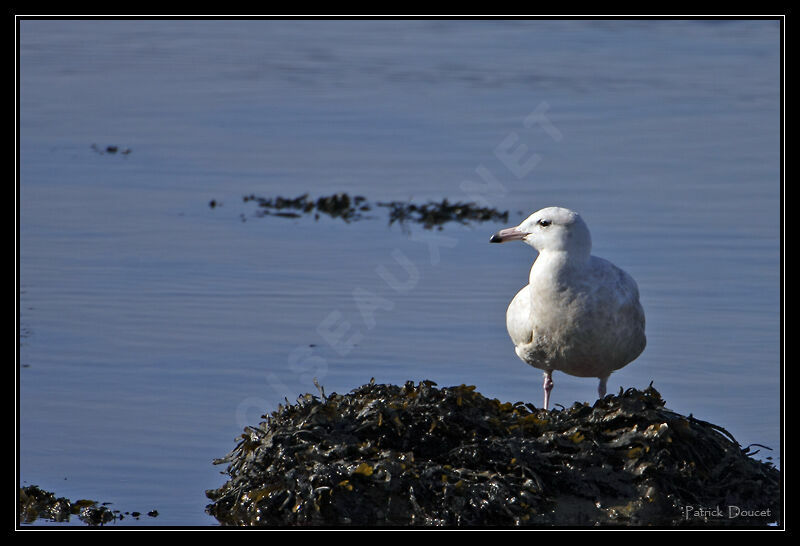 Glaucous Gull