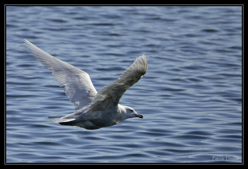 Glaucous Gull