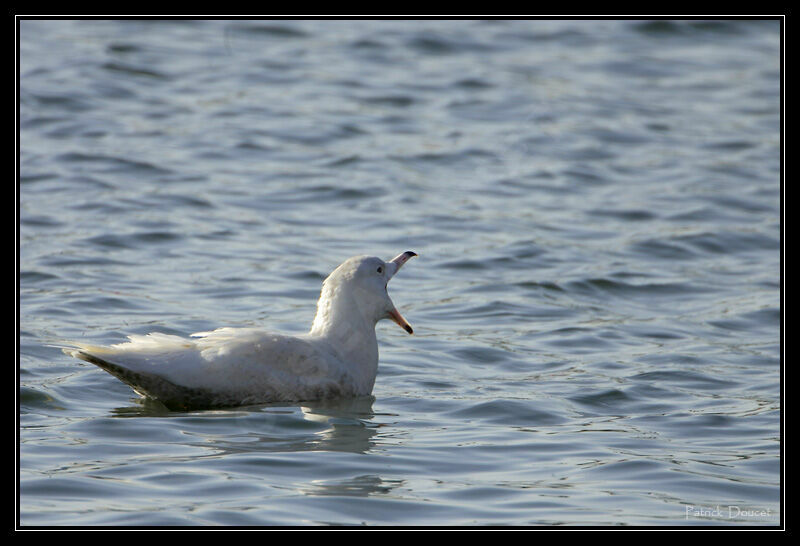 Glaucous Gull