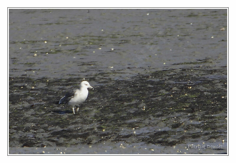 Lesser Black-backed Gull