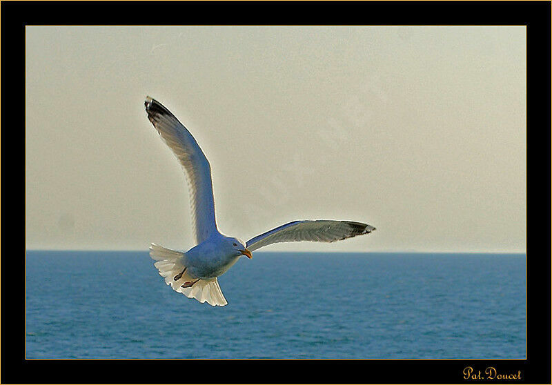 Common Gull