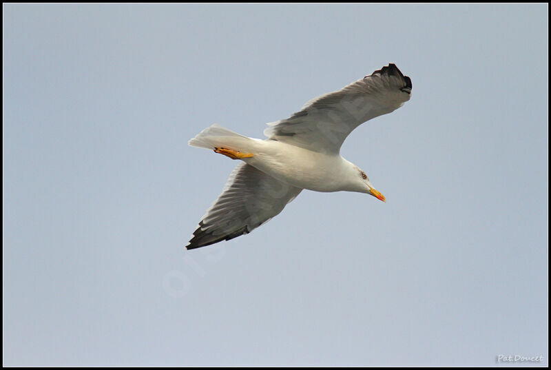 Yellow-legged Gull