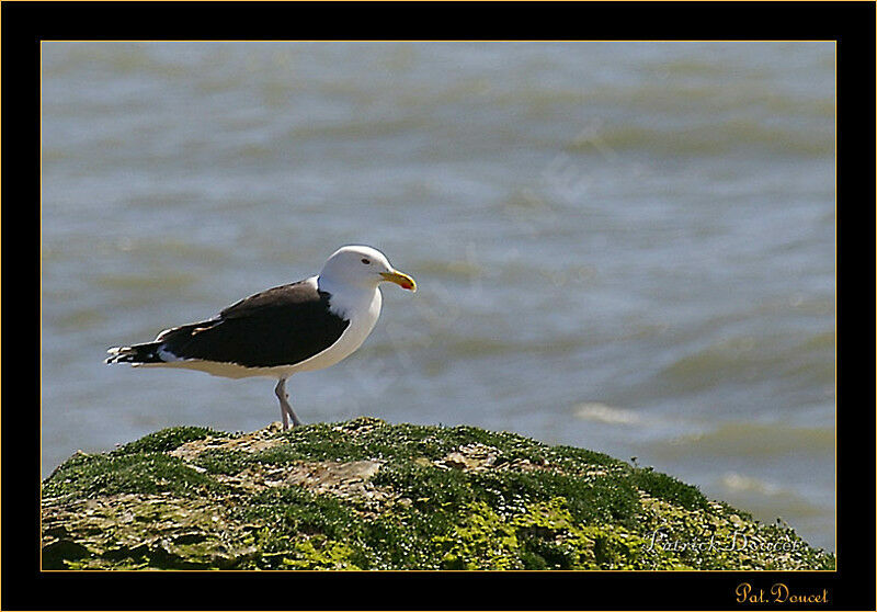 Great Black-backed Gull