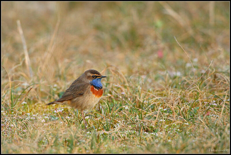 Bluethroat