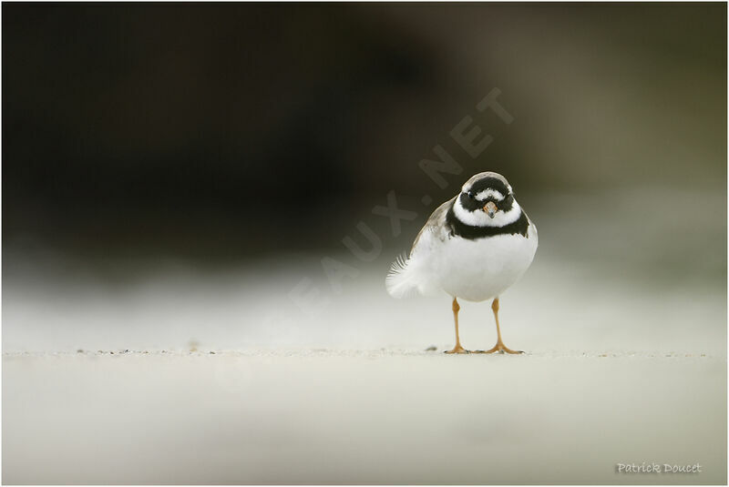 Common Ringed Plover