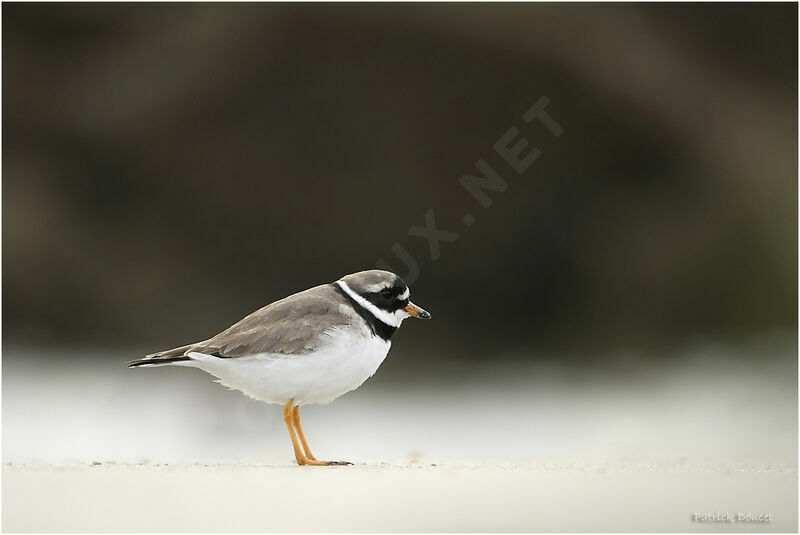 Common Ringed Plover