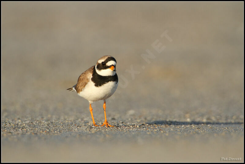 Common Ringed Plover