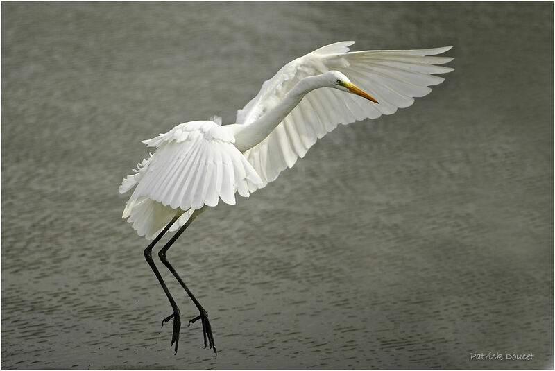 Grande Aigrette, Vol