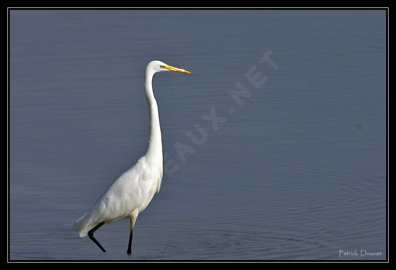 Grande Aigrette