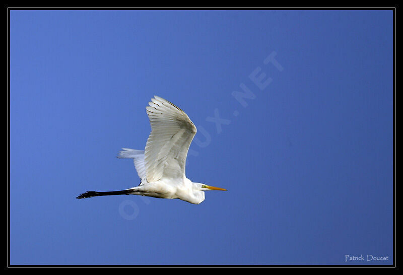 Grande Aigrette