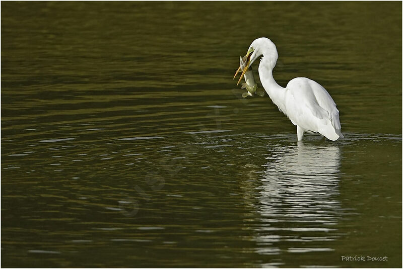 Great Egret, feeding habits