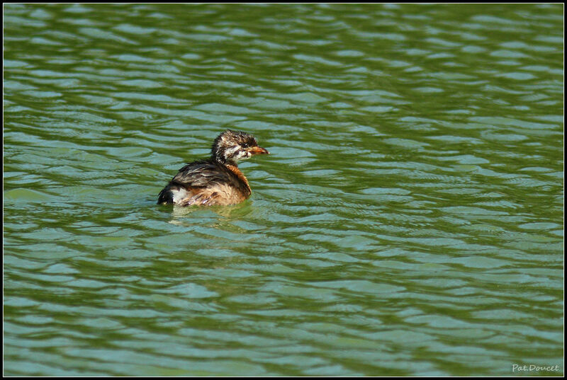 Pied-billed Grebe