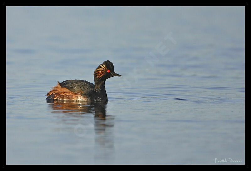 Black-necked Grebe