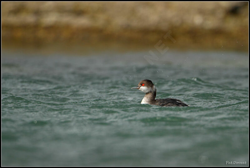 Black-necked Grebe