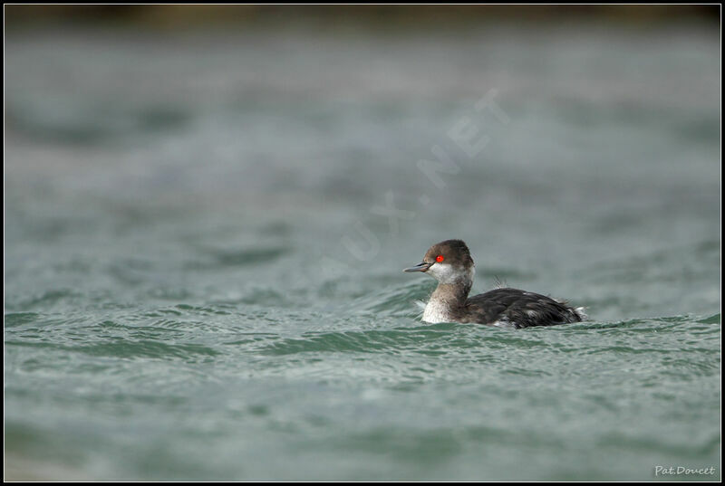 Black-necked Grebe