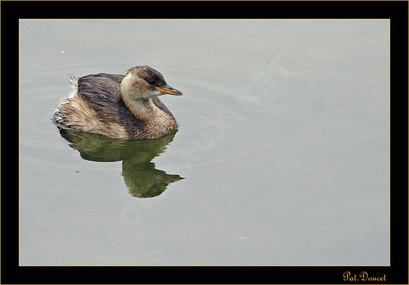 Little Grebe