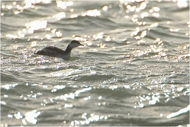 Horned Grebe