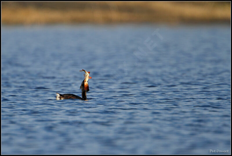 Great Crested Grebe