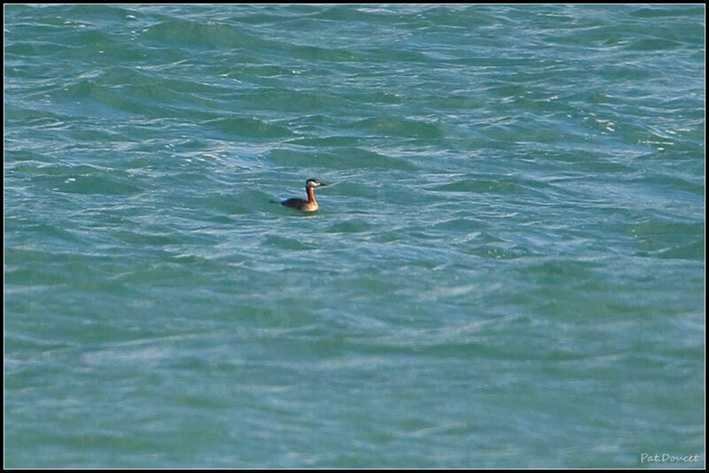 Red-necked Grebe