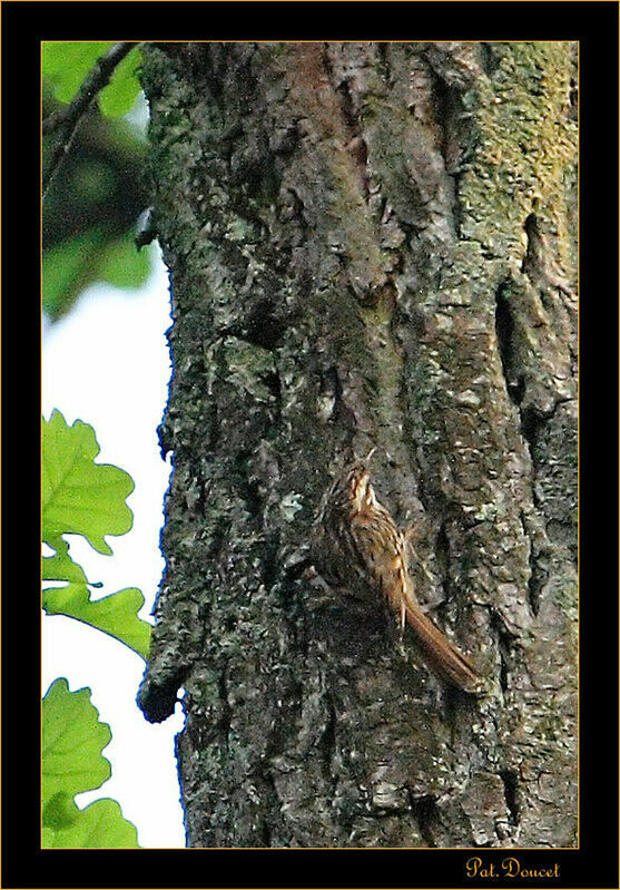 Grimpereau des bois