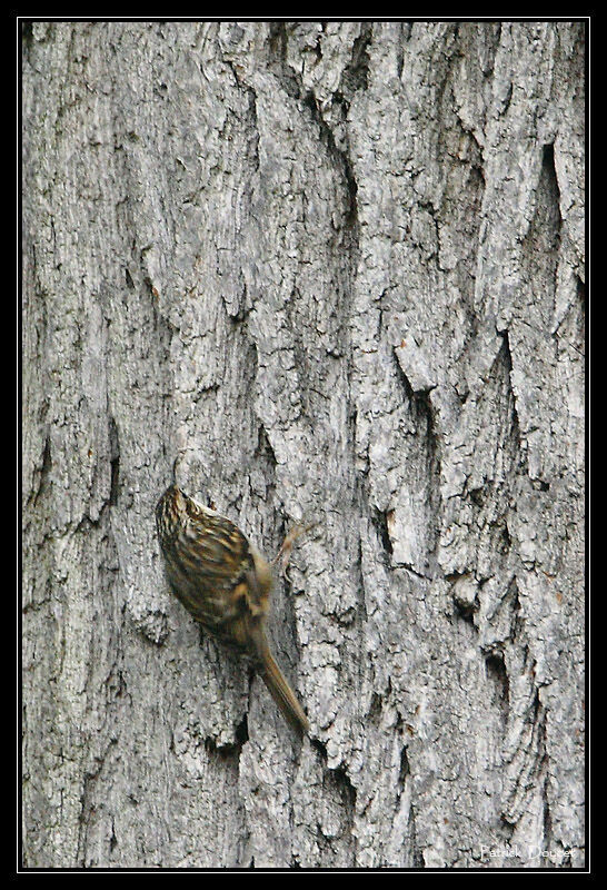 Grimpereau des bois