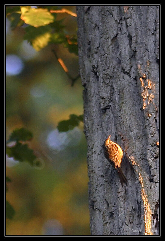 Grimpereau des bois