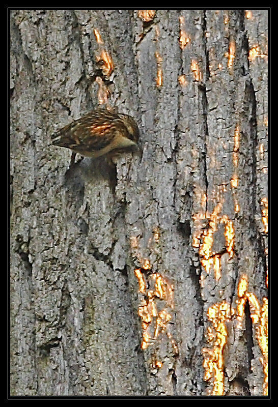 Grimpereau des bois