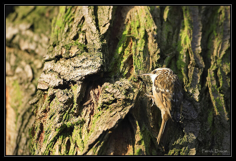 Short-toed Treecreeper