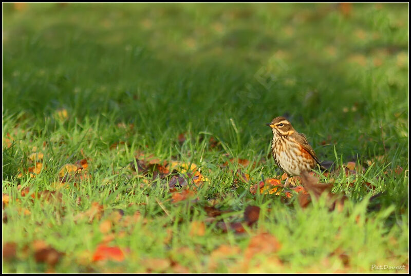 Redwing