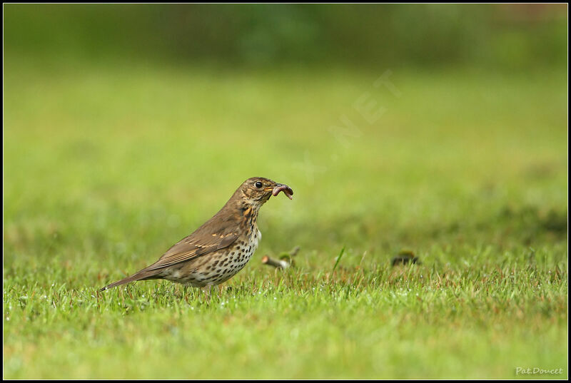 Song Thrush