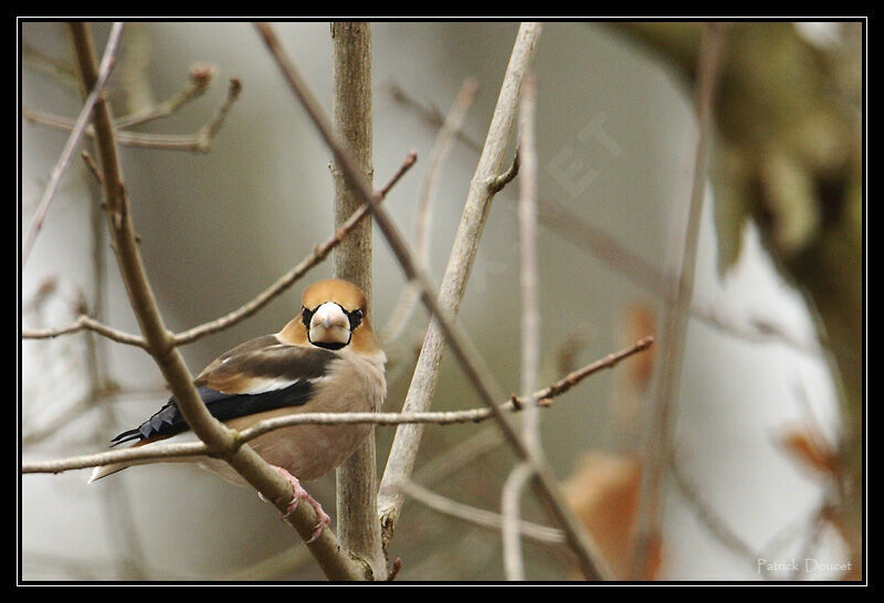 Hawfinch