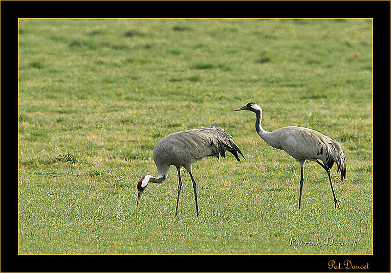 Common Crane