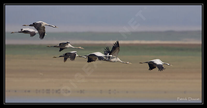 Common Crane