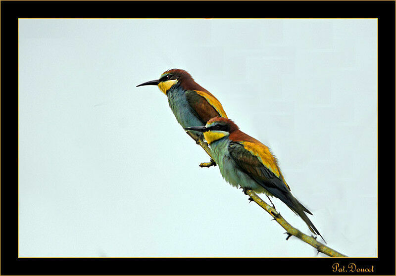 European Bee-eater