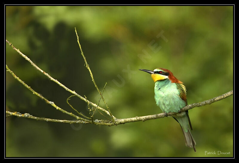 European Bee-eater