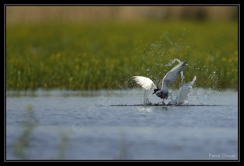 Whiskered Tern