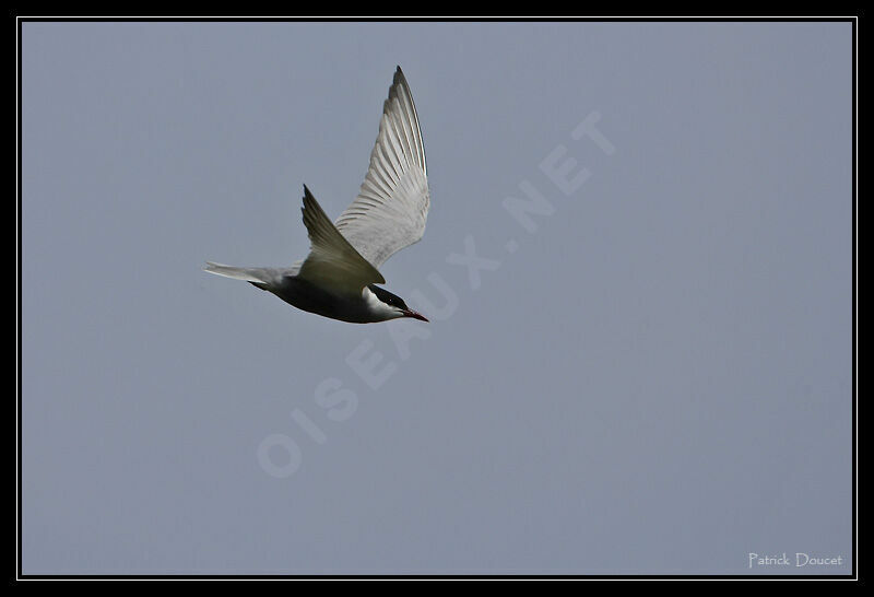 Whiskered Tern