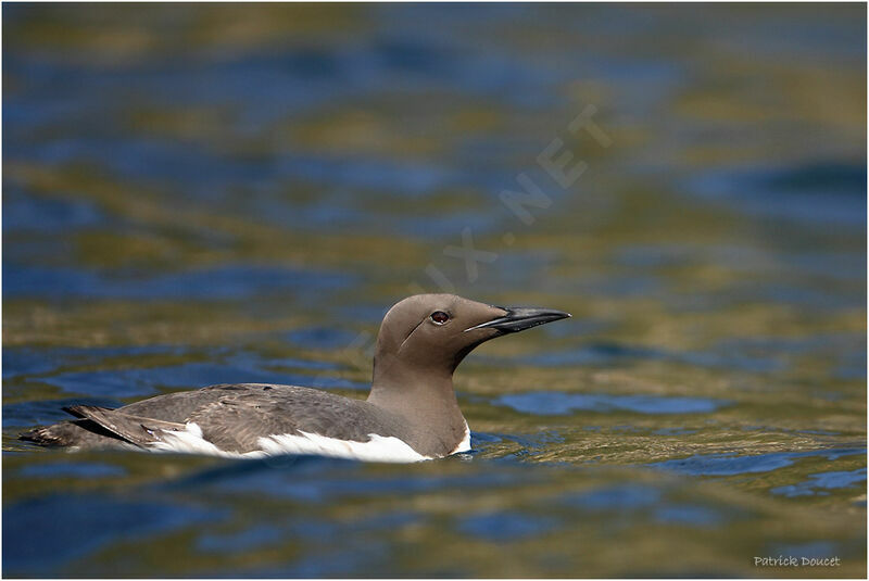 Common Murre