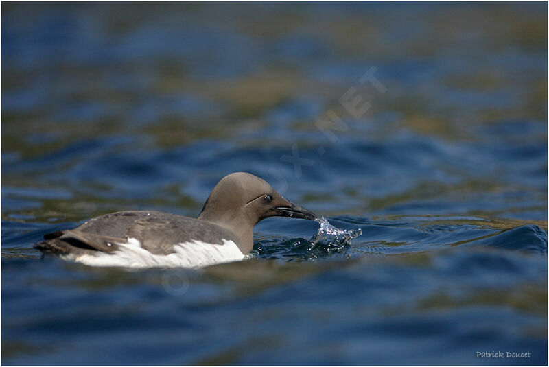 Common Murre